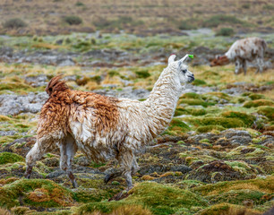 A herd of alpaca and lama grazing in the desert plateau of the Altiplano, Bolivia, South America