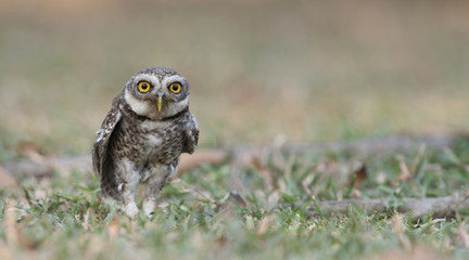 Owl, Spotted owlet (Athene brama) on ground,Bird of Thailand