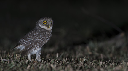Owl, Spotted owlet (Athene brama) on ground,Bird of Thailand