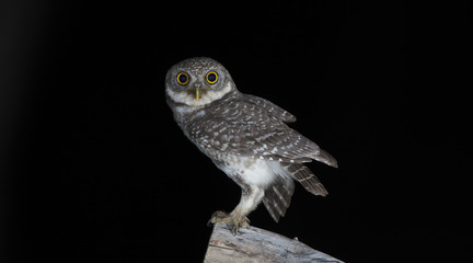 Owl, Spotted owlet (Athene brama) on stump,Bird of Thailand