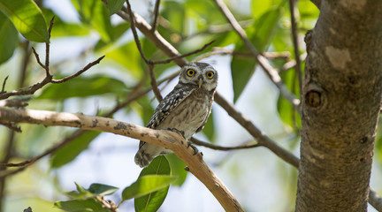 Owl, Spotted owlet (Athene brama) on branch,Bird of Thailand
