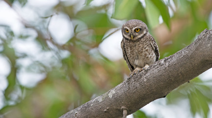 Owl, Spotted owlet (Athene brama) on branch,Bird of Thailand