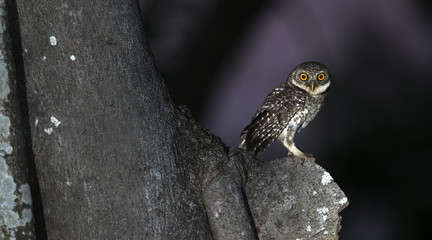 Owl, Spotted owlet (Athene brama) on tree,Bird of Thailand