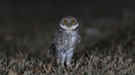 Owl, Spotted owlet (Athene brama) on ground,Bird of Thailand