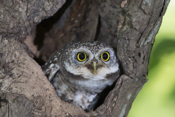 Owl, Spotted owlet (Athene brama) in tree hollow,Bird of Thailand