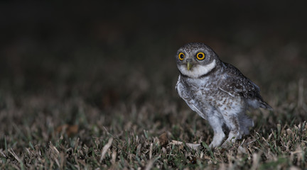 Owl, Spotted owlet (Athene brama) on ground,Bird of Thailand