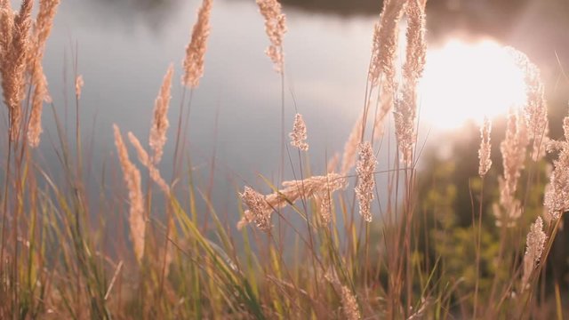 Dry reed bending over the water. Retro style.