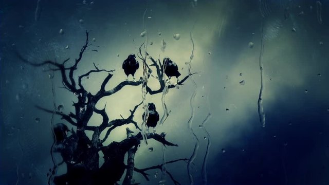 Looking at Black Ravens on a Tree Through a Window in Winter