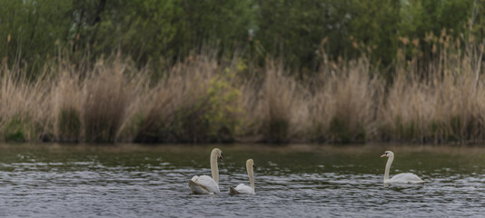 Swans on Nove Mlyny reservoir