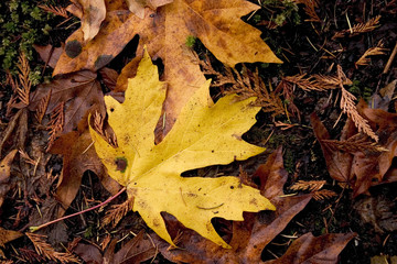 Colorful fall Leaves lying on the ground