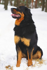 Buryat-Mongolian Wolfhound (Hotosho dog) sitting on a snow in winter forest