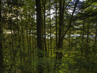 Oregon Forest
