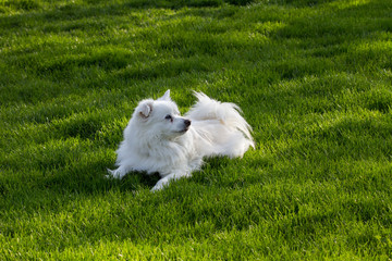 Miniature Eskimo dog