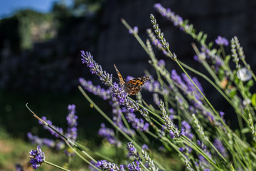 Beautiful orange butterfly on purple lavender flower
