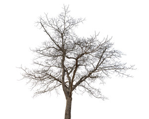 Dry tree on a white background