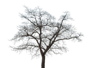Dry tree on a white background