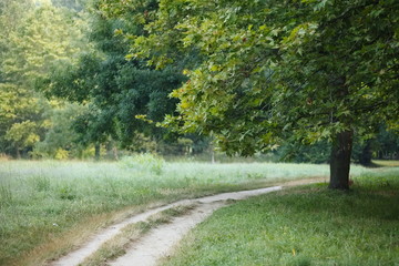 Path in summer park
