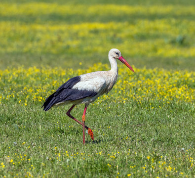 A lone stork grazing in a spring meadow on a background of yellow flowers - Bansko, Bulgaria