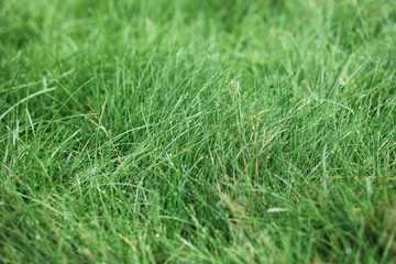grass meadow spring green