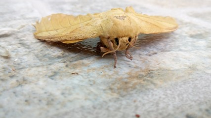 Natureza morta