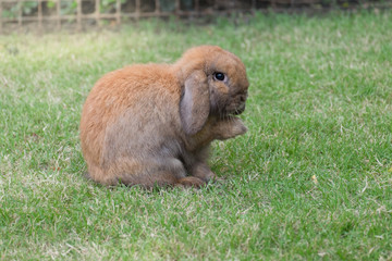 Brown holland lop rabbit on green grass