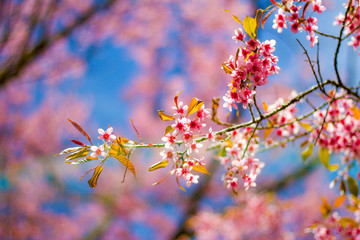 Cherry Blossom in winter in Northern Thailand