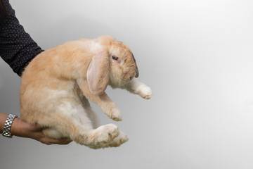 Asia Woman catching brown holland lop rabbit