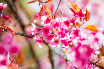 Cherry Blossom in winter in Northern Thailand