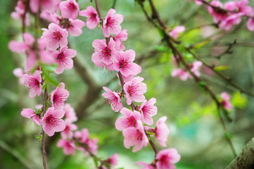 Beautiful peach flowers close up - as background
