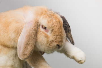 Brown holland lop rabbit