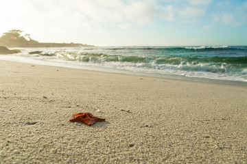 Fototapeta na wymiar Starfish laying on a sandy Carmel beach with blue surf in the background on 