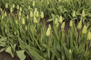 Close Up Rows of Closed Bud Tulips Green Stems/Leaves, Rich Ground, No Sky, No People, Daytime - Wooden Shoe Tulip Farm, Oregon (HDR Image)