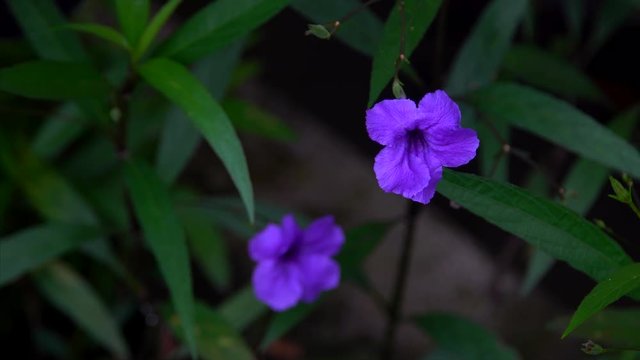 Violet wild petunia. Violet tropical flover