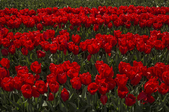 Sunlit Rows of Vibrant Ben Van Zanten/Deep Red Tulips, Green Stems/Leaves, No Sky, Daytime - Wooden Shoe Tulip Farm, Oregon (HDR Image)