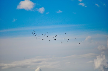 Flock Of Birds flying. © Jopstock