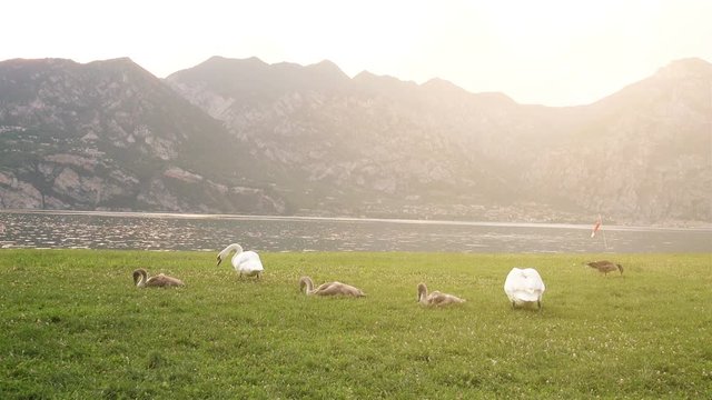 White Swans in a Meadow with Sun Shine. 4K