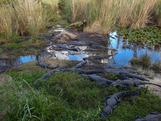 American Alligators - Anhinga Trail, Everglades NP, FL