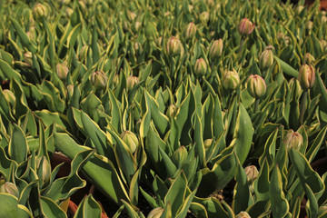 Close Up Clusters of Closed Bud Tulips Green Stems/Leaves, Red Clay Pot Rims, No Sky, No People, Daytime - Wooden Shoe Tulip Farm, Oregon (HDR Image)