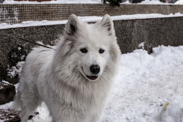 Obraz premium Samoyed playing in snow
