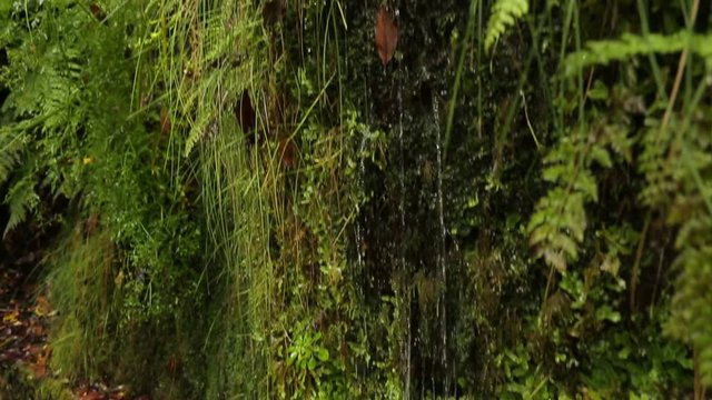 Video Steam with a litte waterfall on Madeira island.