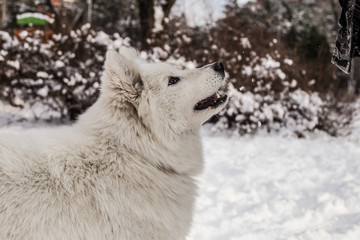 Samoyed playing in snow
