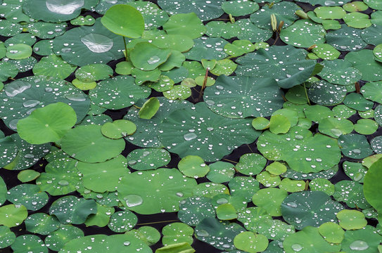 Green Lotus With Water Drop In The Lake