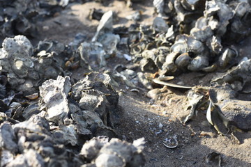 Shellfish growing on sand on the beach