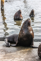 Fototapeta premium Sea lion on pier in Valdivia. Chile