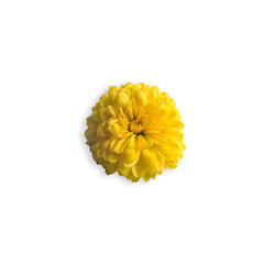 Yellow Chrysanthemum isolated on white background, with clipping path