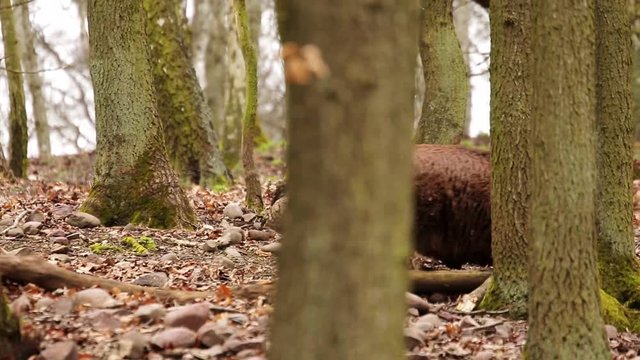 wild pigs in a forest