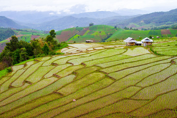 Green Paddy Rice on the mountain at Pa Bong Piang Village after planting for a week in Chiang Mai Province Northern Thailand