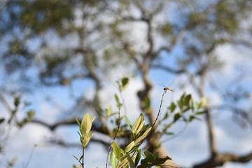 Little Poop flying along the Gulf of Thailand.