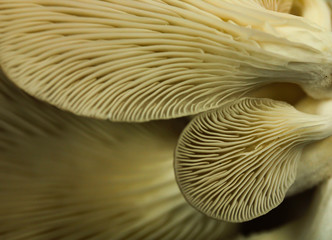 Oyster Mushroom
