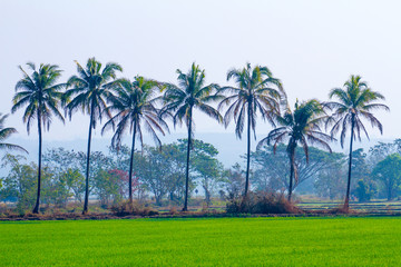 Fototapeta na wymiar Green Rice Field in the countryside of Thailand